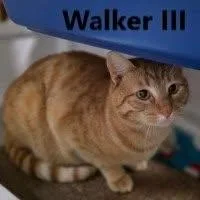 An adult large-sized male Orange & White Domestic Short Hair cat named Walker III for adoption in Olympia, WA