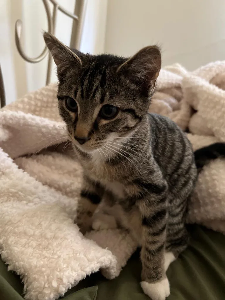 A baby medium-sized male Domestic Short Hair cat named Tenji for adoption in Logan, UT