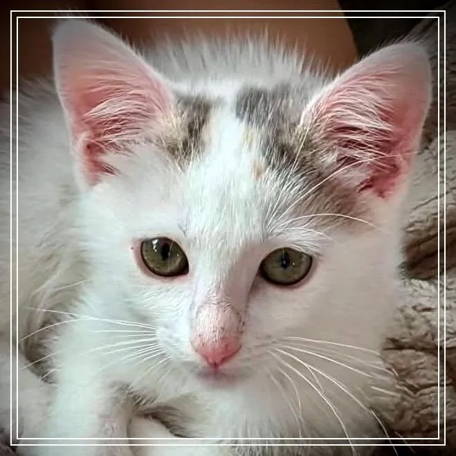 A baby small-sized female Calico Domestic Short Hair cat named Angel for adoption in Meridian, ID