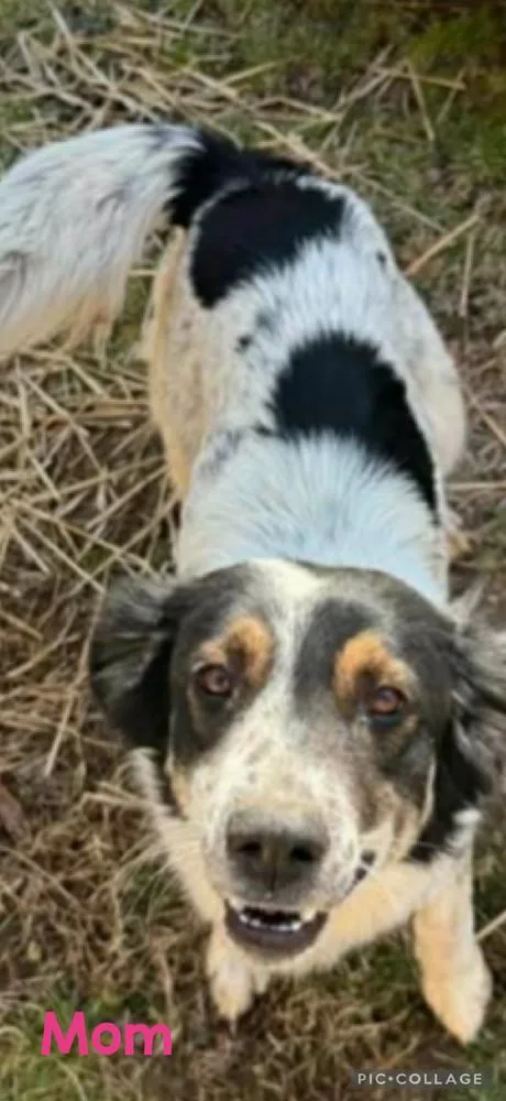 A baby medium-sized male Tricolor (Brown, Black, & White) Australian Shepherd dog named Dobie for adoption in South Bend, IN