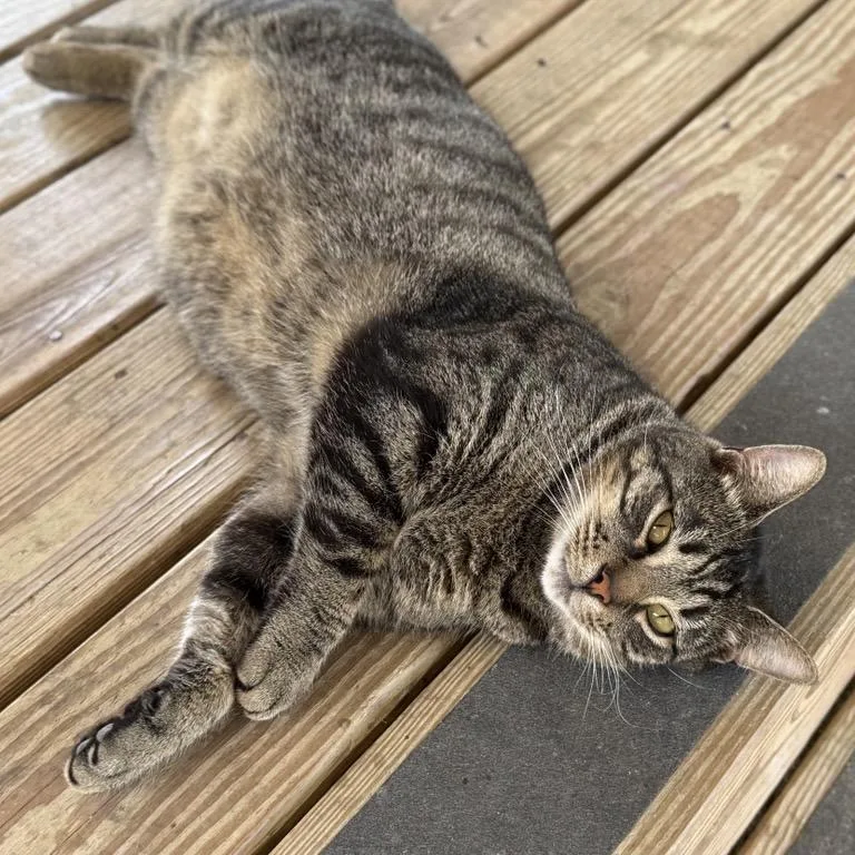 A young large-sized male Brown / Chocolate American Shorthair cat named Marlin for adoption in Freeport, FL