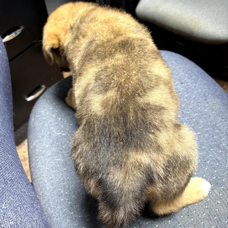 A baby medium-sized female Yellow / Tan / Blond / Fawn Labrador Retriever dog named Dandy for adoption in Mount Pleasant, TX