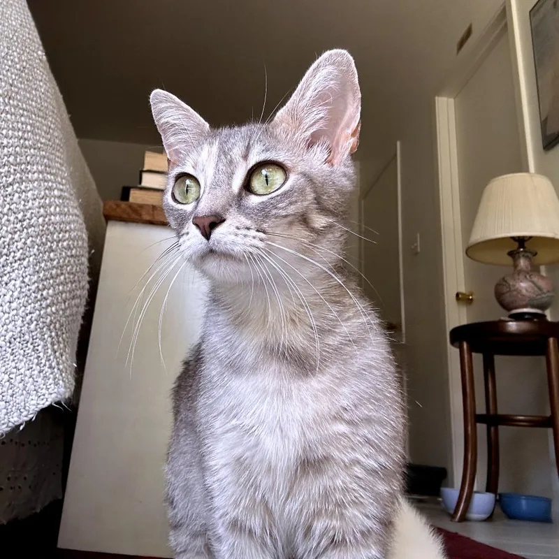 A young medium-sized female Gray / Blue / Silver Domestic Short Hair cat named Tropical Smoothie for adoption in Austin, TX
