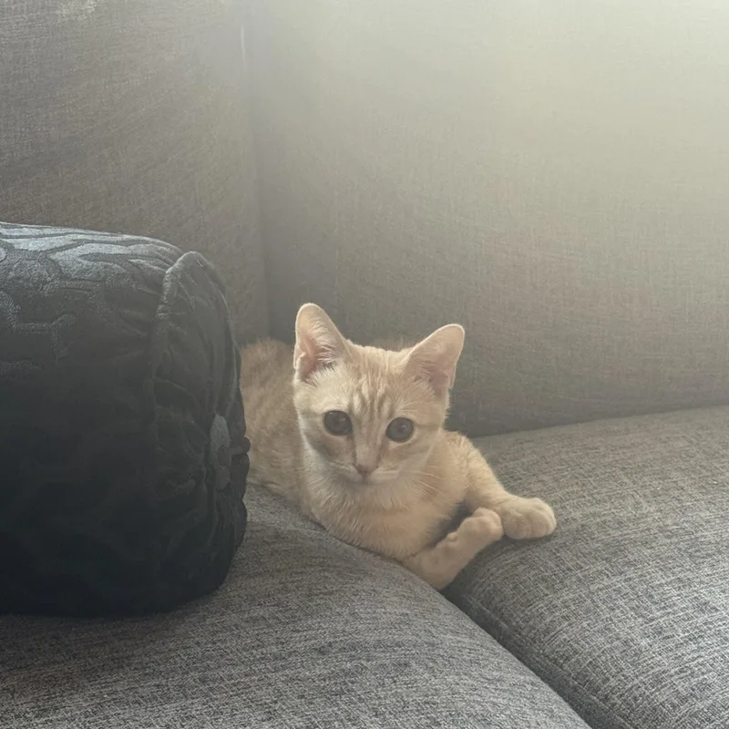 A baby small-sized male Orange & White Domestic Short Hair cat named Momo mo for adoption in Los Angeles, CA