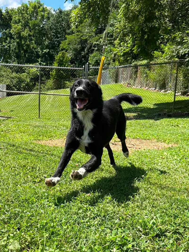 An adult medium-sized male Black Mixed Breed dog named Doofy for adoption in Leitchfield, KY