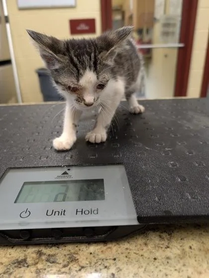 A baby small-sized female Domestic Short Hair cat named Tomasi for adoption in Independence, MO