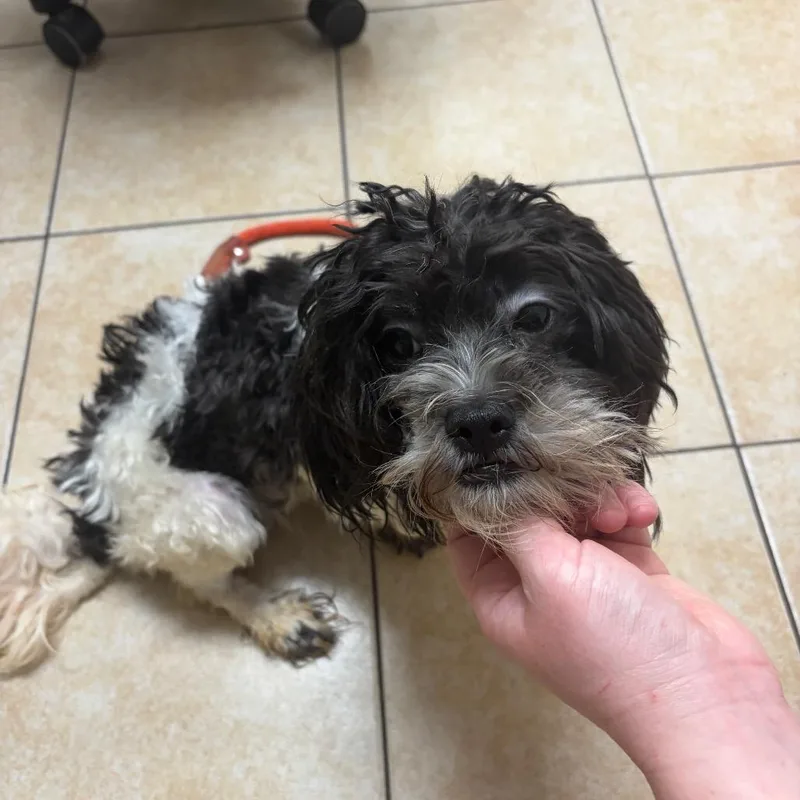 A young small-sized male Black Shih Tzu dog named Mogwai for adoption in Pekin, IL