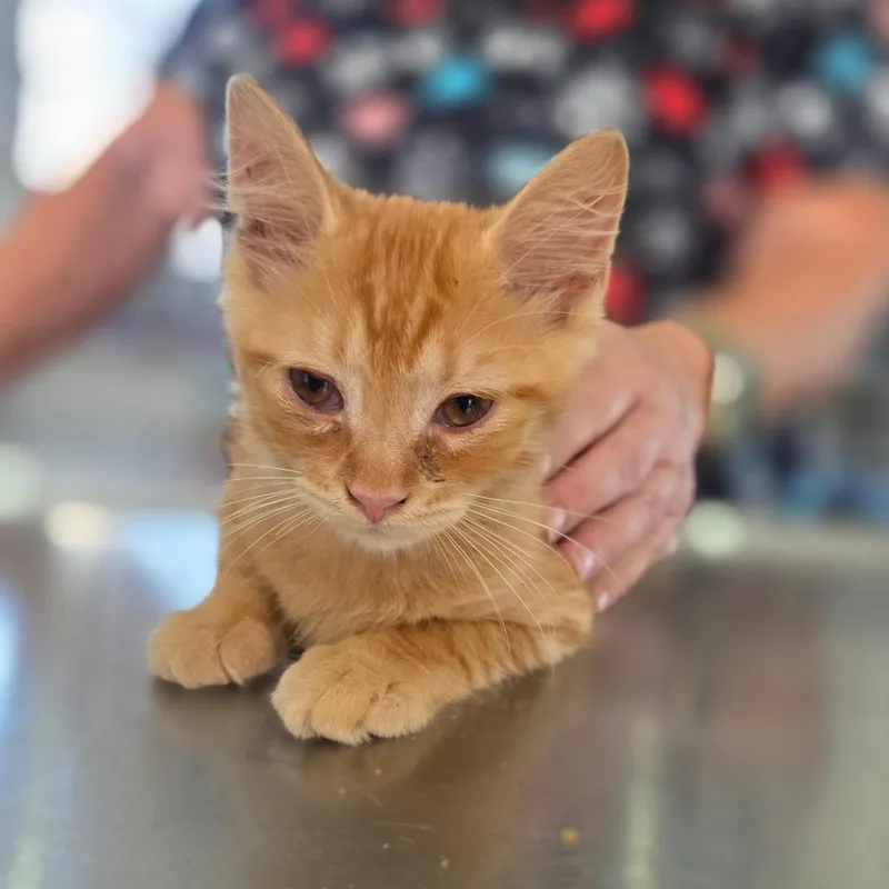 A baby small-sized male Orange / Red Domestic Medium Hair cat named Fred for adoption in Chapel Hill, NC