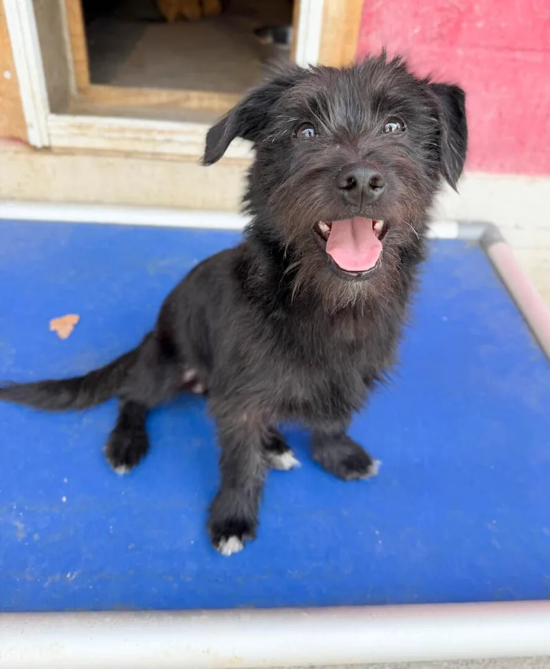 A baby small-sized male Terrier dog named Cedric for adoption in Windsor, CO