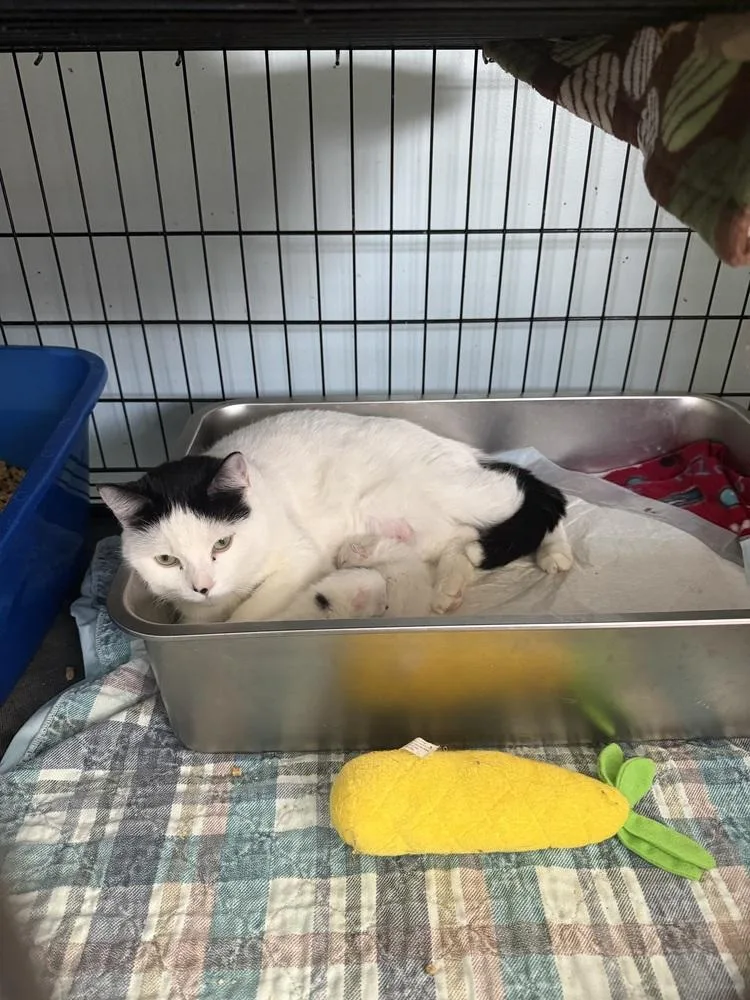 An adult medium-sized female Black & White / Tuxedo Domestic Short Hair cat named Nella for adoption in New Cumberland, WV