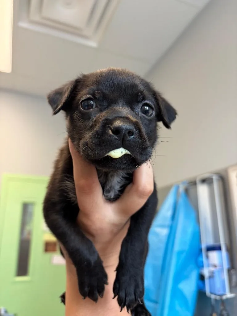 A baby medium-sized female Pit Bull Terrier dog named Tease for adoption in Bloomington, IN