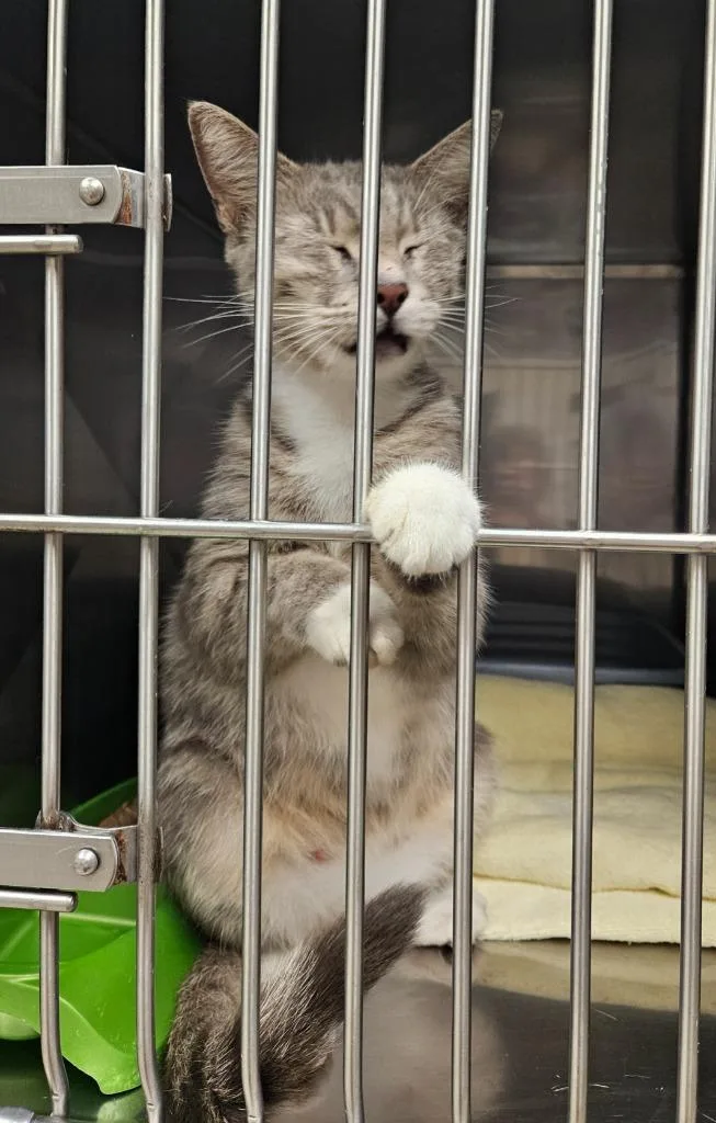 A young medium-sized female Domestic Short Hair cat named Chatter for adoption in Mocksville, NC