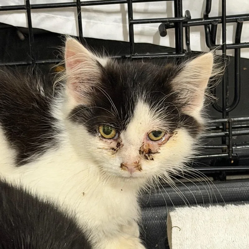 A baby small-sized male Domestic Short Hair cat named Ted for adoption in Watertown, NY