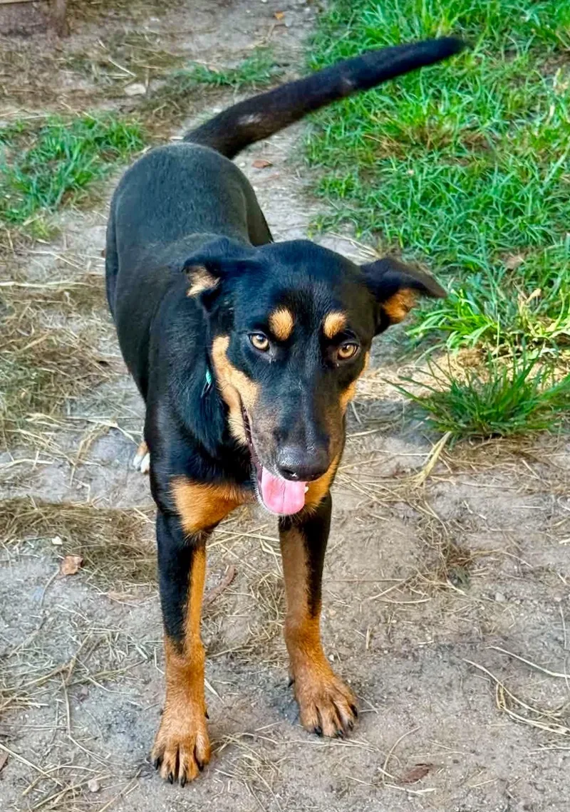 Willow thumbnail 4