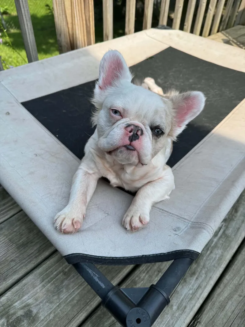 A young small-sized female French Bulldog dog named Dottie for adoption in Cedar Rapids, IA