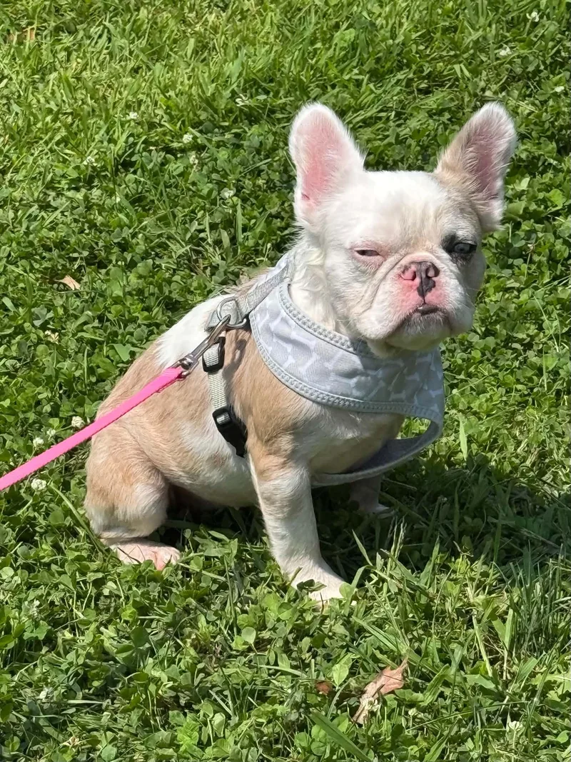 Dottie thumbnail 5