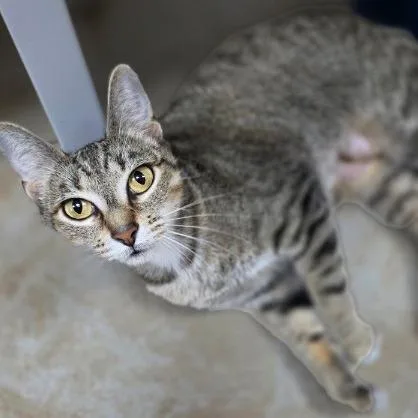 An adult large-sized female Brown / Chocolate Domestic Short Hair cat named Molly for adoption in Galveston, TX