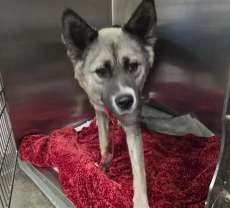 A young medium-sized female Akita dog named Cinnamon Toast for adoption in Los Angeles, CA