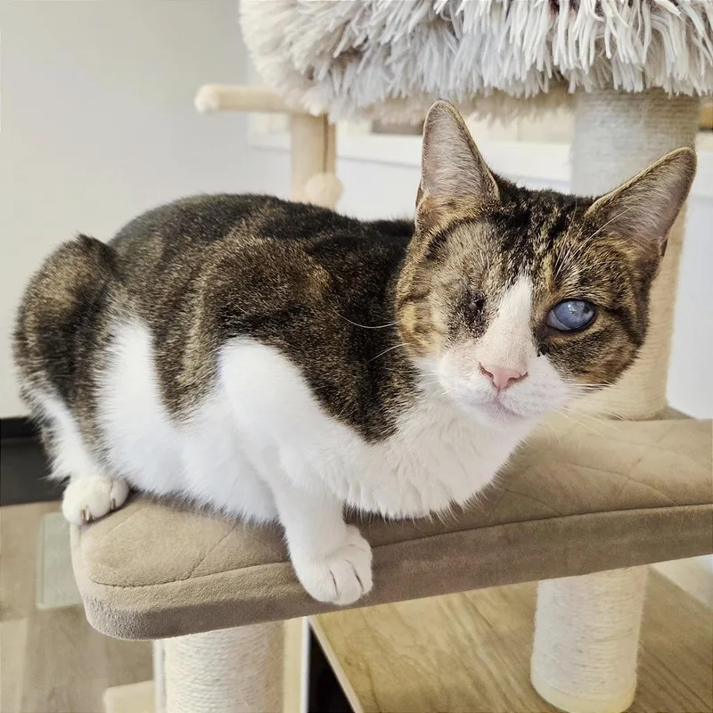 An adult medium-sized female Gray / Blue / Silver Domestic Short Hair cat named Opal for adoption in Pleasant Hill, CA