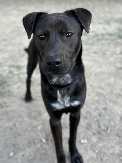 Beaumont thumbnail 2