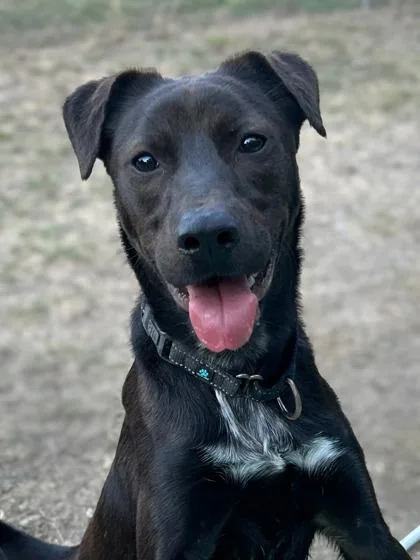 Beaumont thumbnail 3