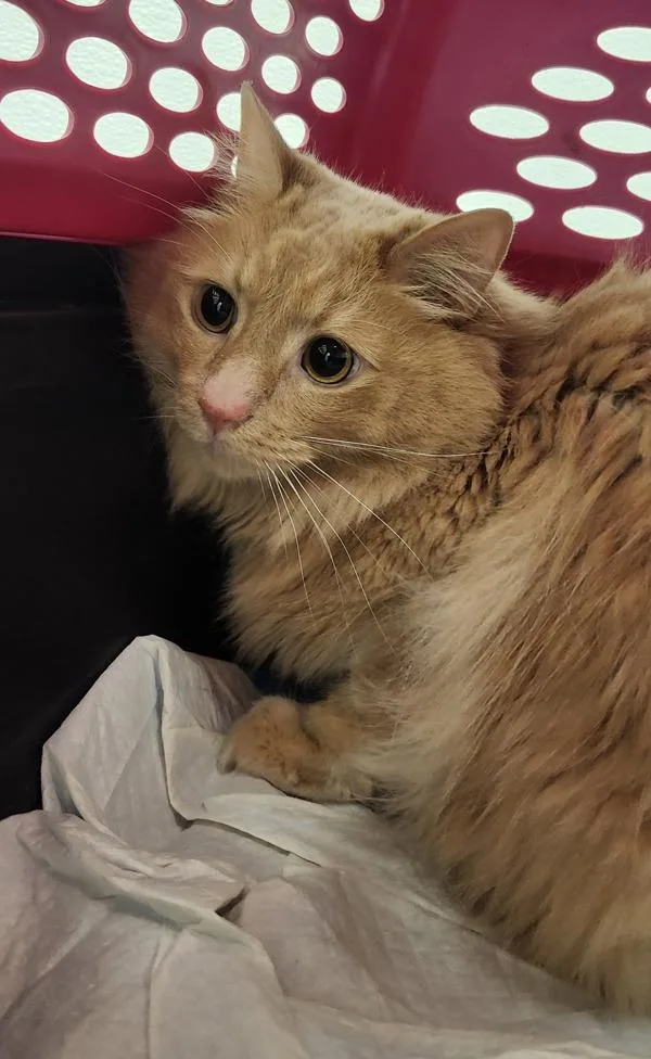 An adult medium-sized male Domestic Long Hair cat named Macaroni  Bonded W for adoption in Silverdale, WA