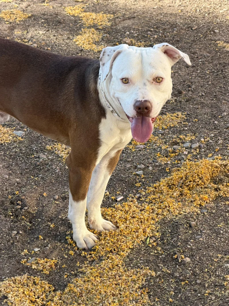 A young medium-sized male Yellow / Tan / Blond / Fawn Pit Bull Terrier dog named Hobbit for adoption in Glendale, AZ