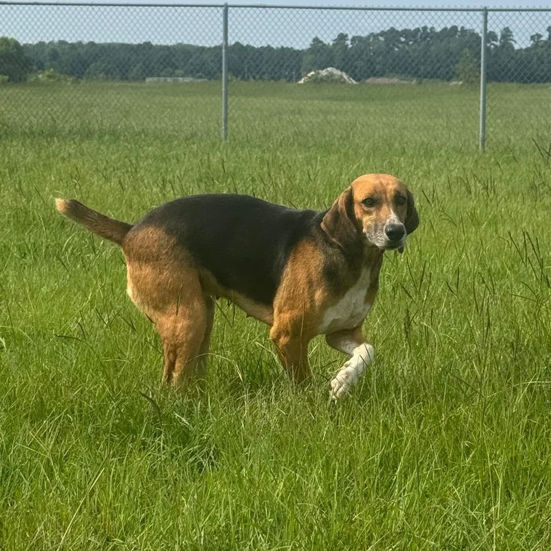 An adult medium-sized female Hound dog named Katie for adoption in Elizabeth City, NC