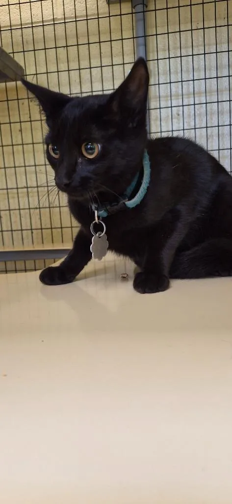 A young small-sized male Domestic Short Hair cat named Ebony for adoption in Crossville, TN