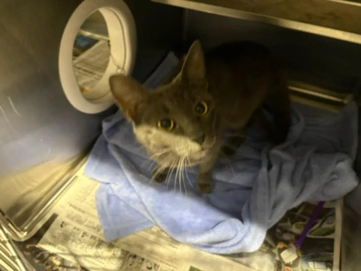 A young medium-sized female Domestic Short Hair cat named Nancy for adoption in Chatsworth, CA
