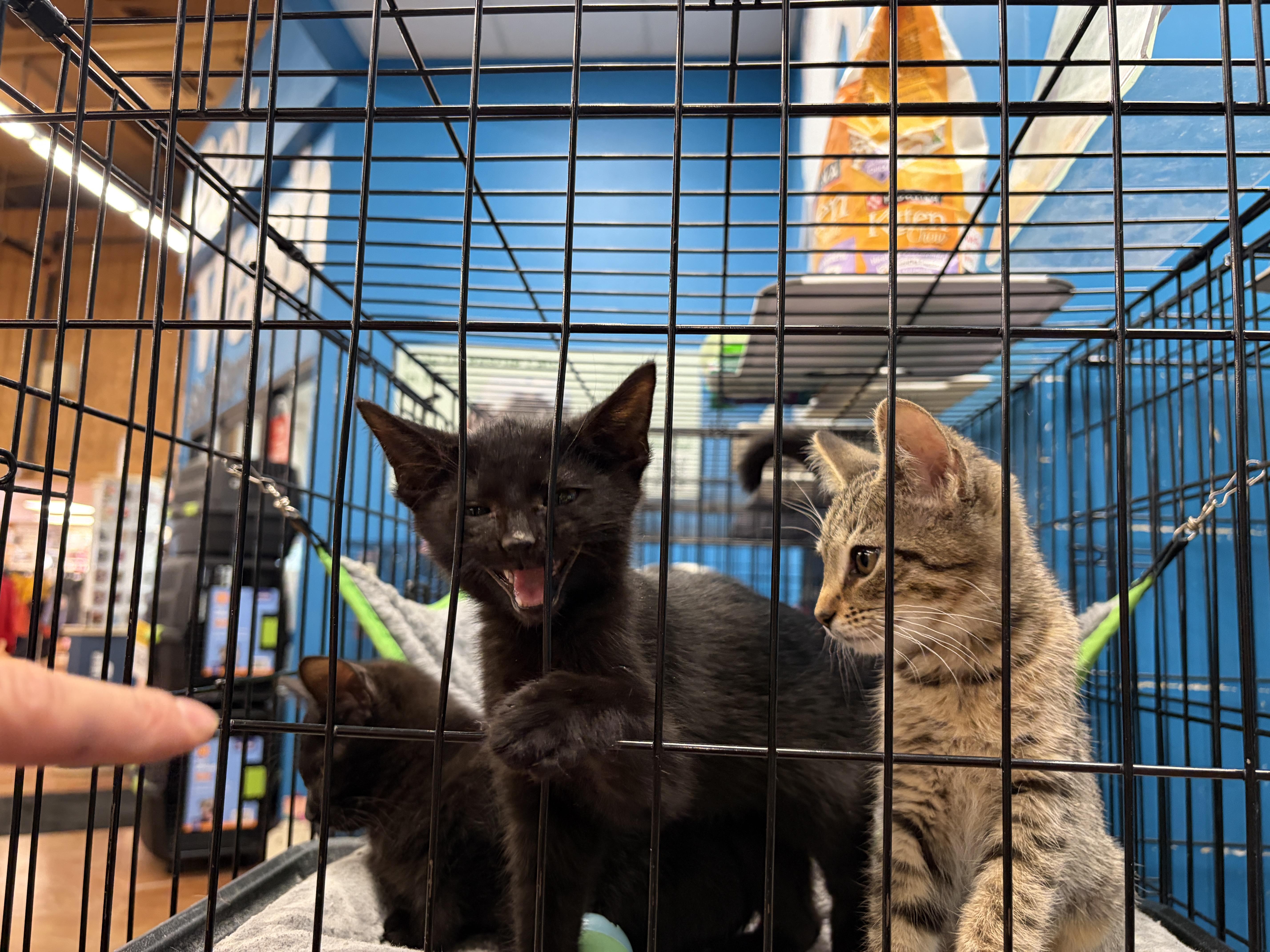 A baby medium-sized male Black Domestic Short Hair cat named Buffy  Millie  for adoption in Louisville, KY