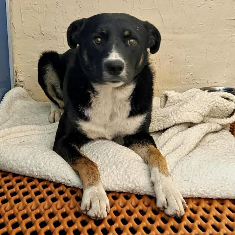 An adult medium-sized male Black Mixed Breed dog named Dunkin Donut for adoption in Jacksonville, FL