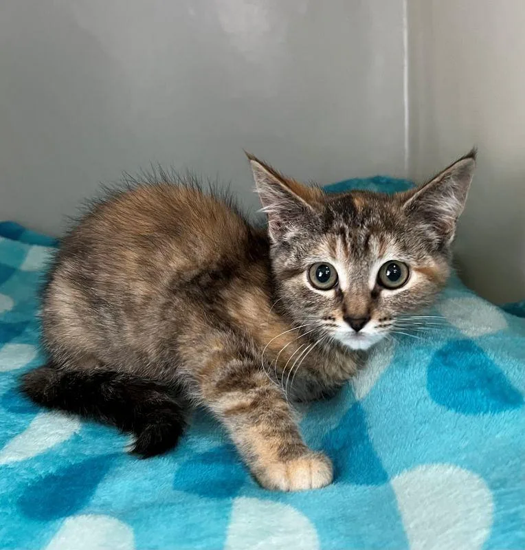 A baby medium-sized female Domestic Short Hair cat named Kelsey for adoption in Genoa, IL