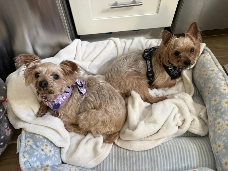 A senior small-sized female Bicolor Yorkshire Terrier dog named Queen for adoption in Rockville, MD