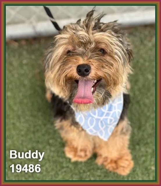 Buddy