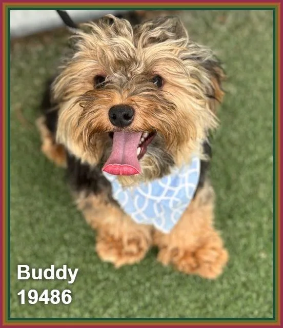Buddy thumbnail 2