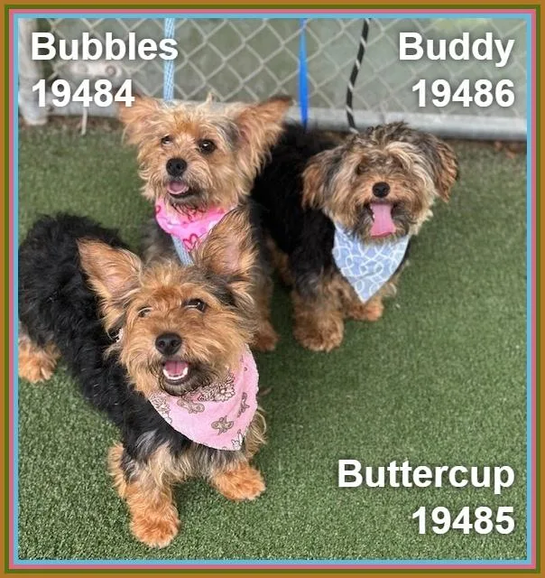 Buddy thumbnail 3