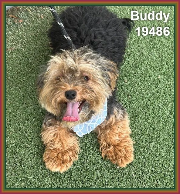 Buddy thumbnail 6
