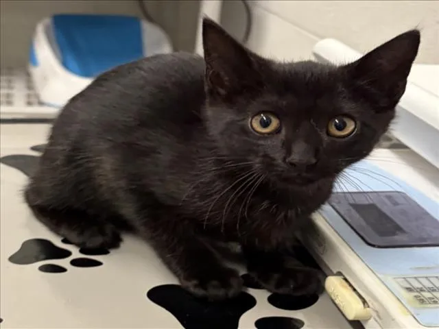 A baby small-sized female Domestic Short Hair cat named Eenie for adoption in Derwood, MD