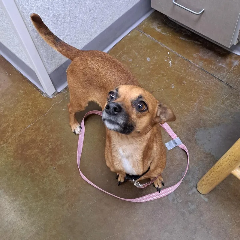 An adult small-sized female Brown / Chocolate Chihuahua dog named Daffodil for adoption in Albuquerque, NM