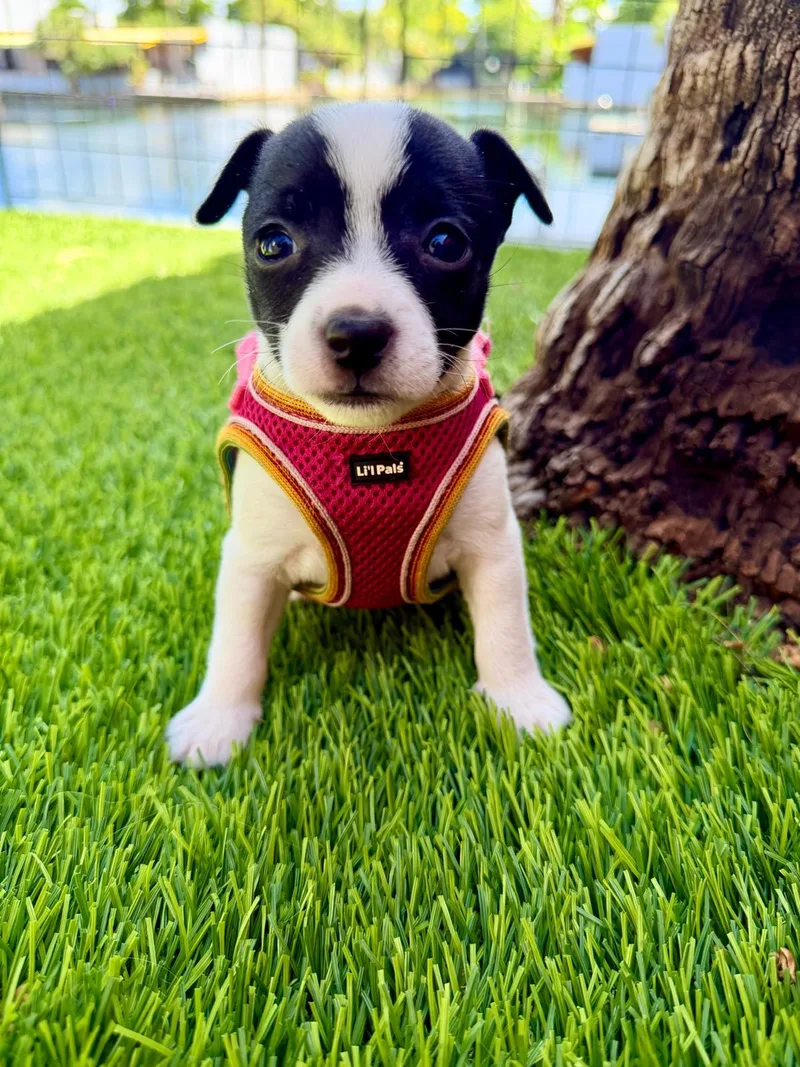 A baby small-sized female Chihuahua dog named Halo for adoption in Sunrise, FL