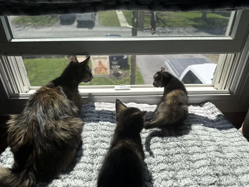 An adult medium-sized female Tortoiseshell Domestic Short Hair cat named Hazel for adoption in Odenton, MD
