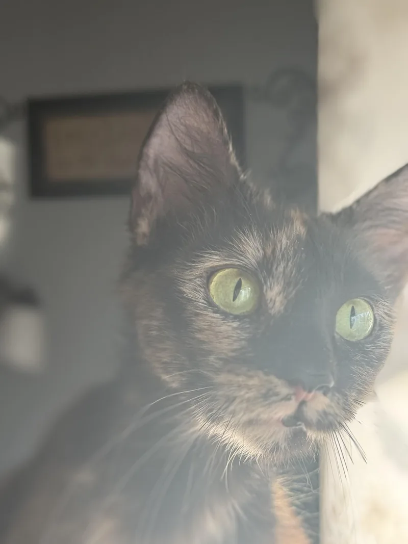 Hazel thumbnail 4