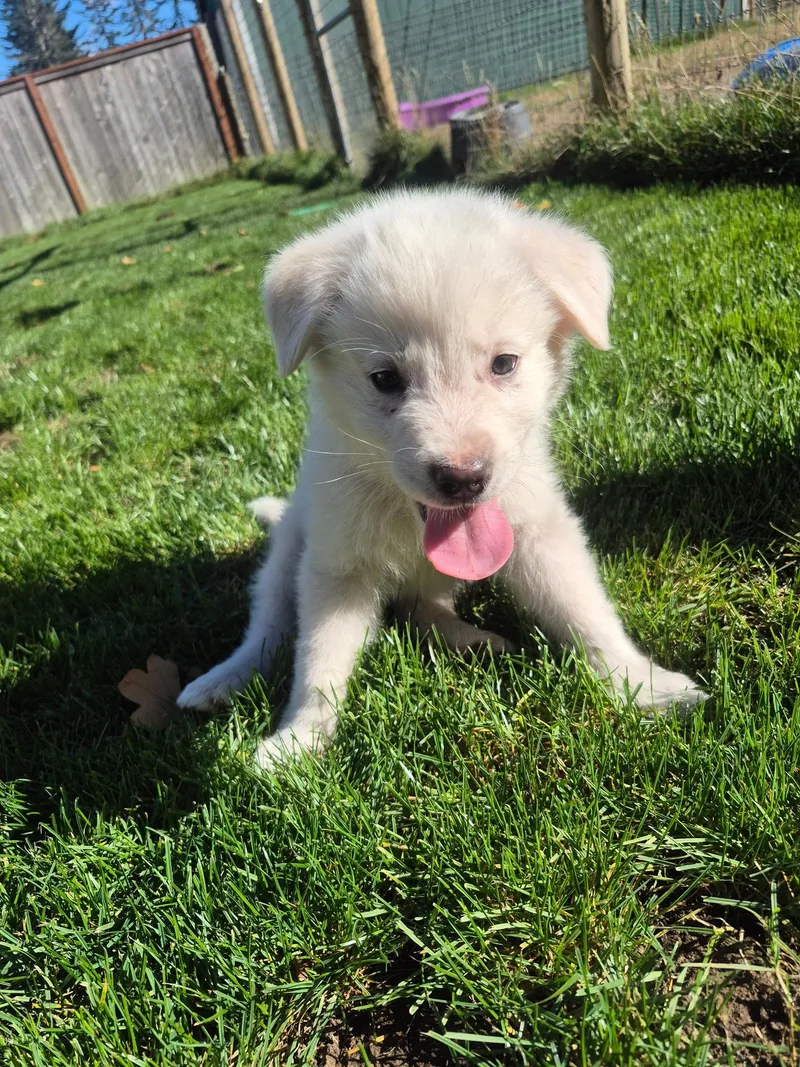 A baby medium-sized male White / Cream Shepherd dog named Enzo for adoption in Olympia, WA