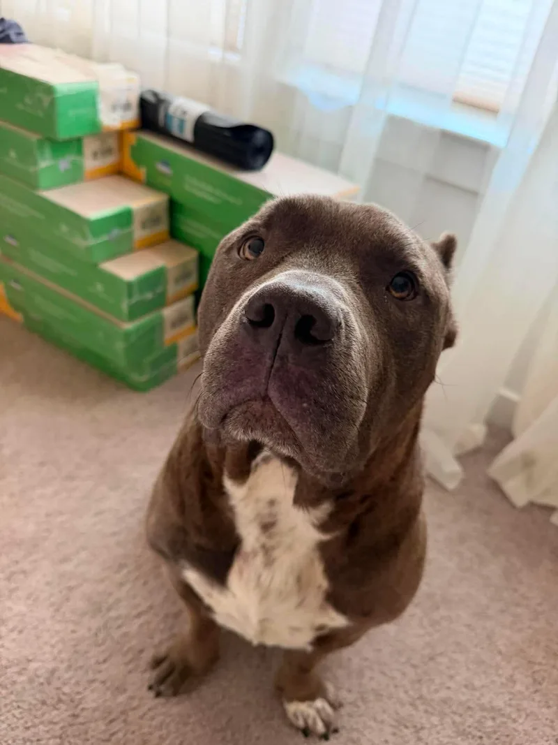 An adult medium-sized male American Bully dog named Otis for adoption in Forney, TX