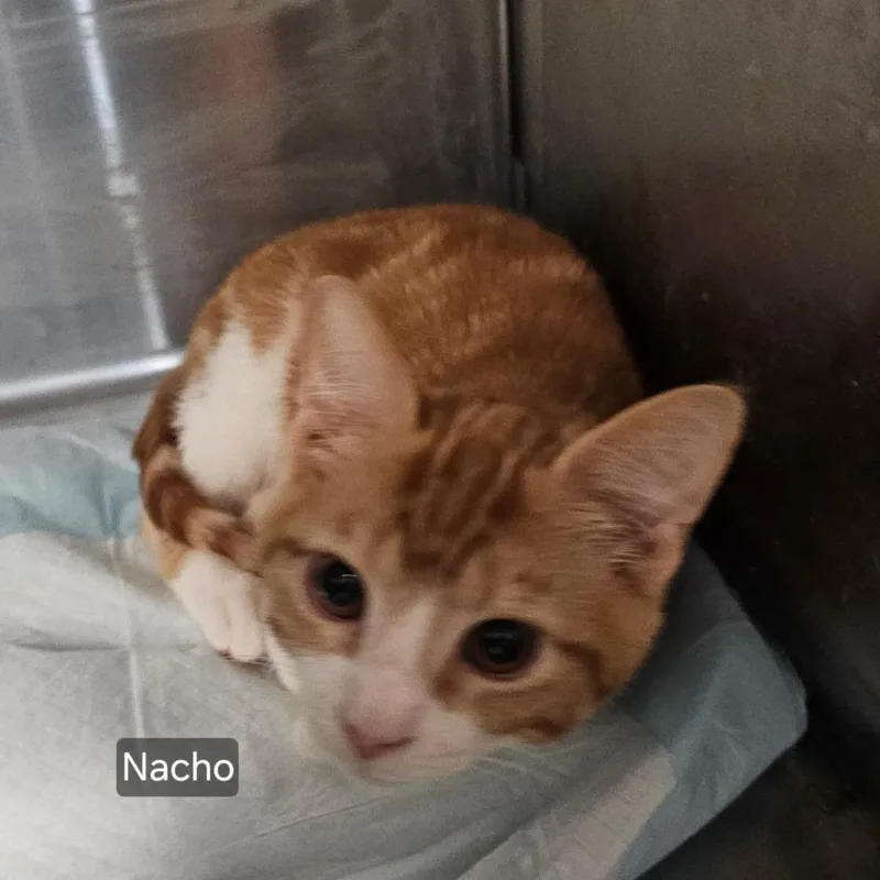 A young small-sized male Orange / Red Domestic Short Hair cat named Nacho for adoption in mount vernon, AR