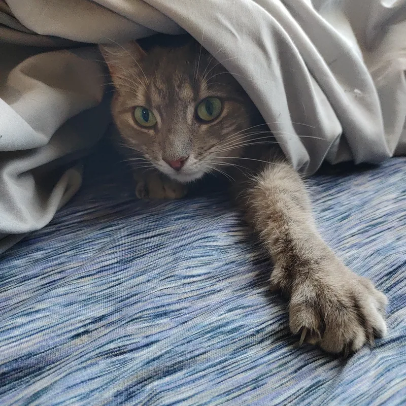 Rigby