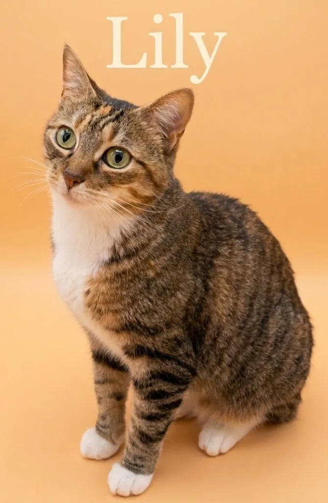 An adult medium-sized female Domestic Short Hair cat named Lilly for adoption in Rutherfordton, NC