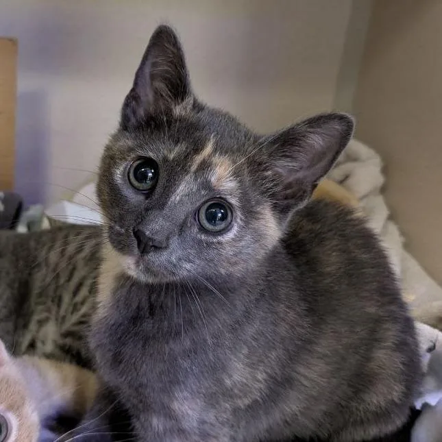 A baby small-sized female Gray / Blue / Silver Domestic Short Hair cat named Violet for adoption in Westhampton, NY