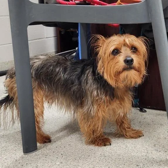 An adult small-sized male Brown / Chocolate Mixed Breed dog named Moola for adoption in Jacksonville, FL